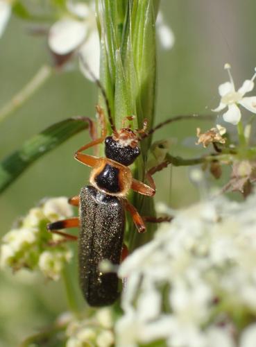 Cantharis nigricans